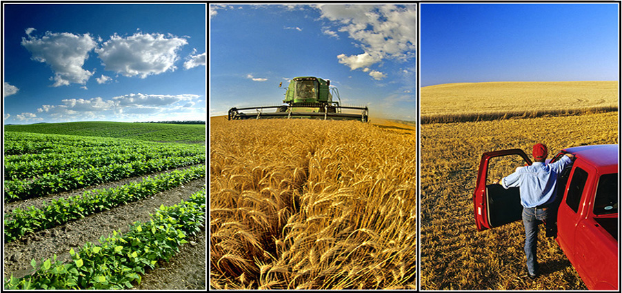 تحلیل تغییرات بهره‌ وری اقتصادی عوامل تولید در بخش کشاورزی